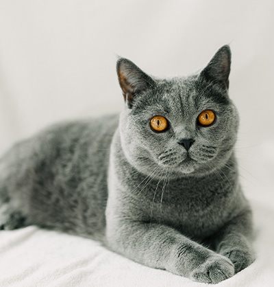 Cat Spay and Neuter near Mission Viejo, CA veterinary clinic Cat spay and neuter vet clinic male and female surgical pet procedure