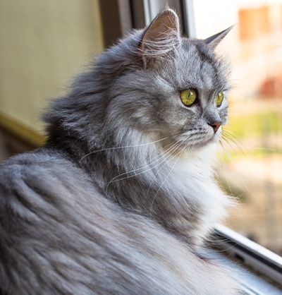 Cat Spay and Neuter near Mission Viejo, CA veterinary clinic Cat spay and neuter vet clinic male and female surgical pet procedure