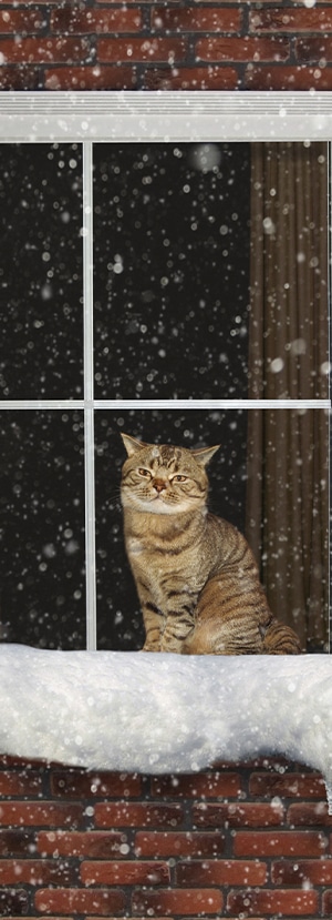 Cat Spay and Neuter near Mission Viejo, CA veterinary clinic Cat spay and neuter vet clinic male and female surgical pet procedure