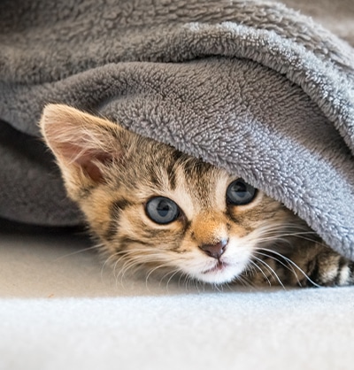 Cat Spay and Neuter near Mission Viejo, CA veterinary clinic Cat spay and neuter vet clinic male and female surgical pet procedure