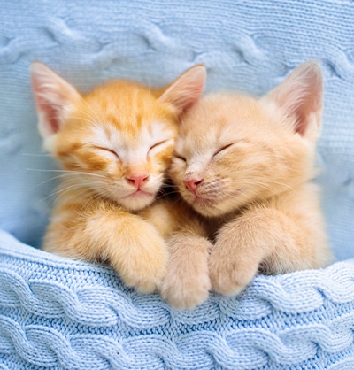 Cat Spay and Neuter near Mission Viejo, CA veterinary clinic Cat spay and neuter vet clinic male and female surgical pet procedure