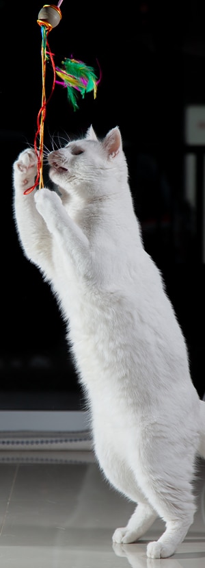 Cat Spay and Neuter near Mission Viejo, CA veterinary clinic Cat spay and neuter vet clinic male and female surgical pet procedure