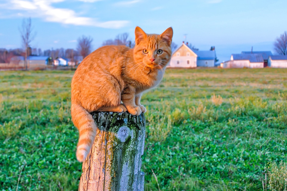 Cat Spay and Neuter near Mission Viejo, CA veterinary clinic Cat spay and neuter vet clinic male and female surgical pet procedure