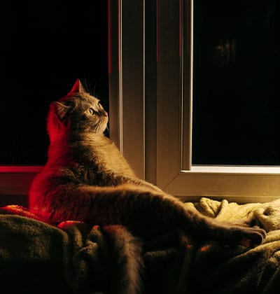 Cat Spay and Neuter near Irvine, CA veterinary clinic Cat spay and neuter vet clinic male and female surgical pet procedure