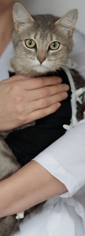 Cat Spay and Neuter near Irvine, CA veterinary clinic Cat spay and neuter vet clinic male and female surgical pet procedure