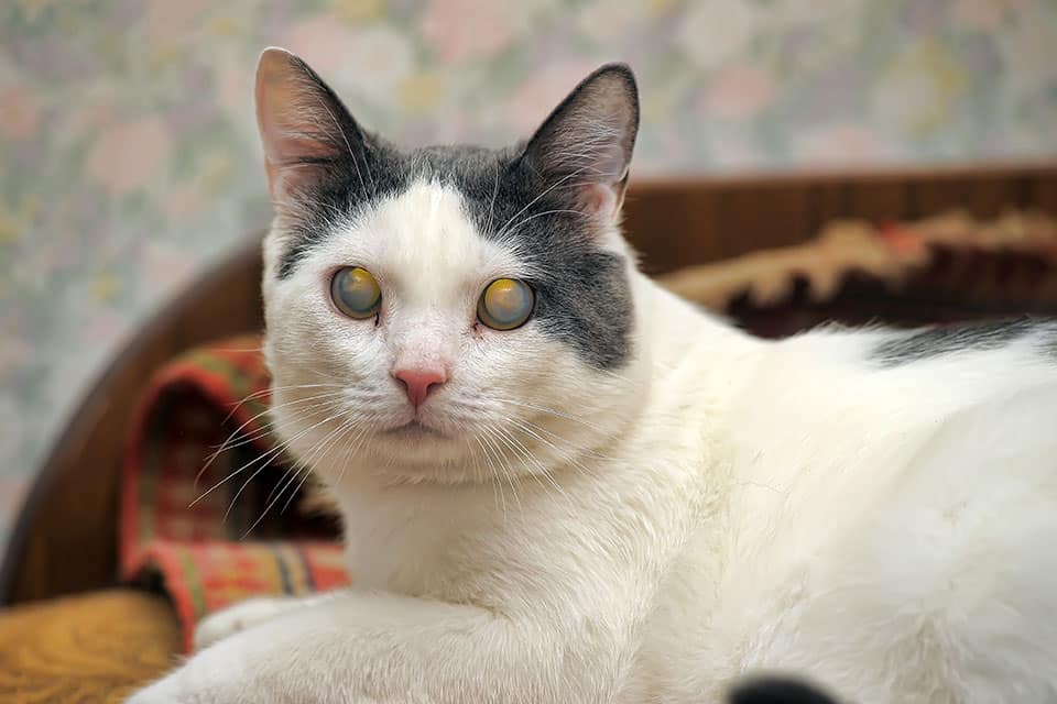 Cat Spay and Neuter near Irvine, CA veterinary clinic Cat spay and neuter vet clinic male and female surgical pet procedure