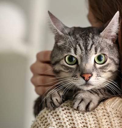 Cat Spay and Neuter near Irvine, CA veterinary clinic Cat spay and neuter vet clinic male and female surgical pet procedure