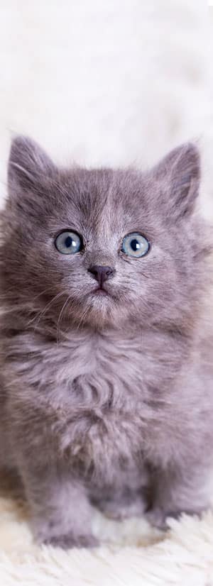 Cat Spay and Neuter near Irvine, CA veterinary clinic Cat spay and neuter vet clinic male and female surgical pet procedure