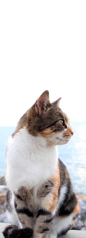 Cat Spay and Neuter near Irvine, CA veterinary clinic Cat spay and neuter vet clinic male and female surgical pet procedure