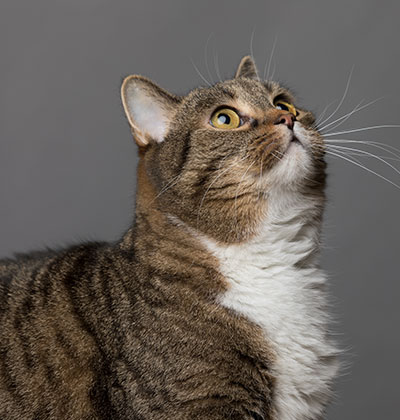 A tabby cat with green eyes and a white chest looks upwards against a gray background. The cat's ears are perked up, and its whiskers are prominently visible. The lighting highlights the cat's fur texture, capturing the inquisitive nature that any vet would instantly recognize.