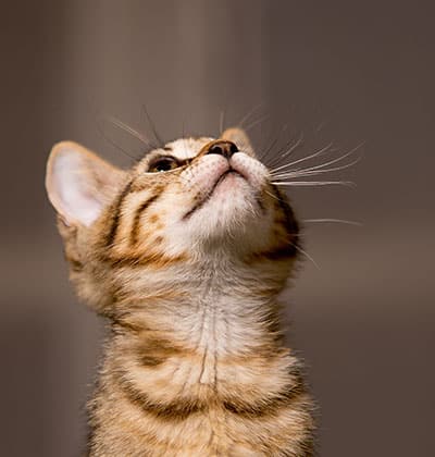 Cat Spay and Neuter near Irvine, CA veterinary clinic Cat spay and neuter vet clinic male and female surgical pet procedure