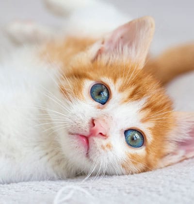 Cat Spay and Neuter near Irvine, CA veterinary clinic Cat spay and neuter vet clinic male and female surgical pet procedure