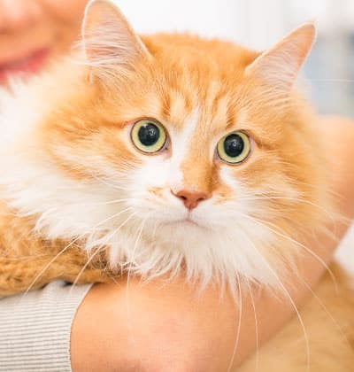 Cat Spay and Neuter near Irvine, CA veterinary clinic Cat spay and neuter vet clinic male and female surgical pet procedure