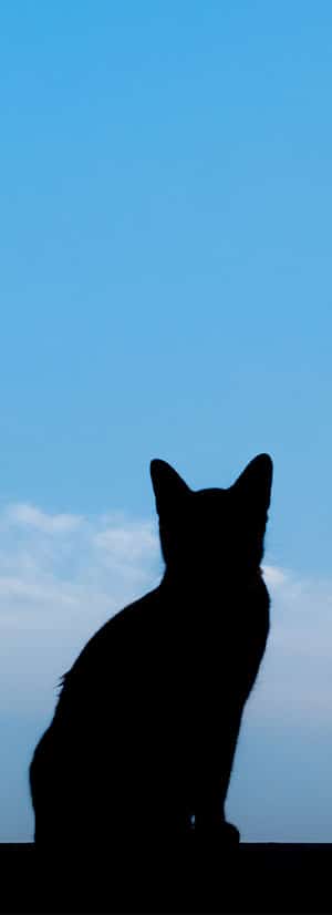 Cat Spay and Neuter near Irvine, CA veterinary clinic Cat spay and neuter vet clinic male and female surgical pet procedure