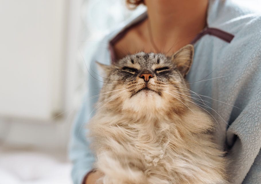 Cat Spay and Neuter near Irvine, CA veterinary clinic Cat spay and neuter vet clinic male and female surgical pet procedure