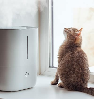 A tabby cat sits on a windowsill, gazing up at the mist being emitted from a white humidifier nearby, just as the vet recommended.
