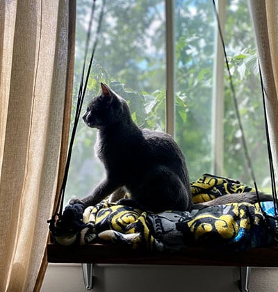 Cat Spay and Neuter near Rancho Santa Margarita, CA veterinary clinic Cat spay and neuter vet clinic male and female surgical pet procedure