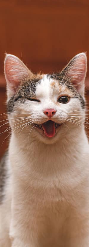 Cat Spay and Neuter near Rancho Santa Margarita, CA veterinary clinic Cat spay and neuter vet clinic male and female surgical pet procedure