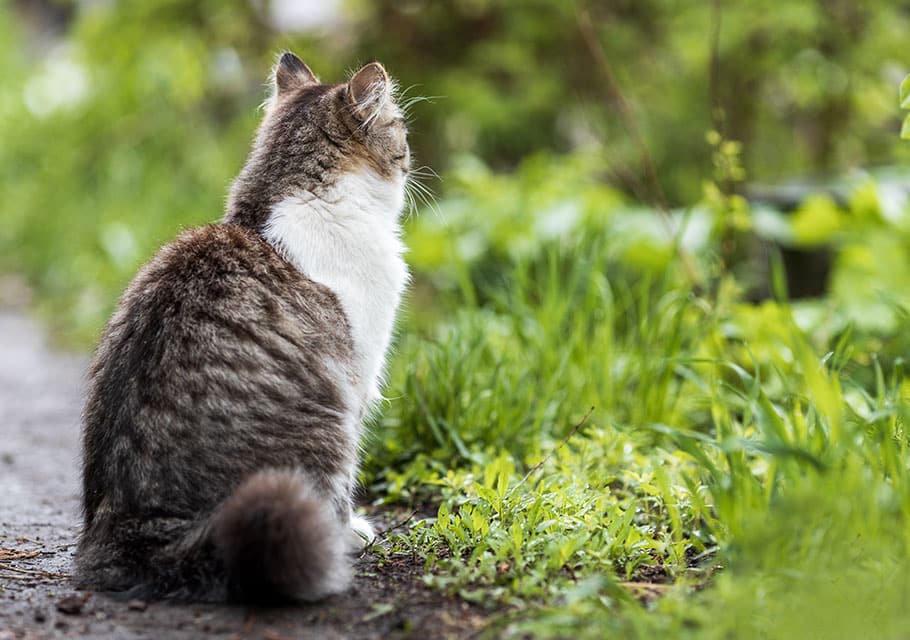 Cat Spay and Neuter near Rancho Santa Margarita, CA veterinary clinic Cat spay and neuter vet clinic male and female surgical pet procedure