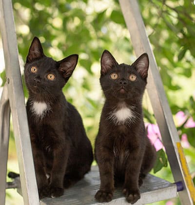 Cat Spay and Neuter near Rancho Santa Margarita, CA veterinary clinic Cat spay and neuter vet clinic male and female surgical pet procedure