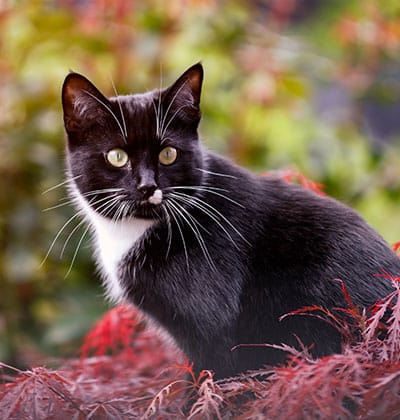 A black and white cat with bright green eyes sits among vibrant red and green foliage, looking attentively to the side. The background is a mix of blurred natural elements, enhancing the cat's striking appearance, suggesting it’s under the watchful eye of a knowledgeable veterinarian.