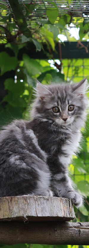 Cat Spay and Neuter near Rancho Santa Margarita, CA veterinary clinic Cat spay and neuter vet clinic male and female surgical pet procedure