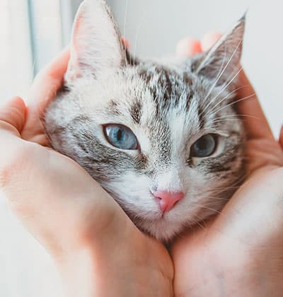 Cat Spay and Neuter near Rancho Santa Margarita, CA veterinary clinic Cat spay and neuter vet clinic male and female surgical pet procedure