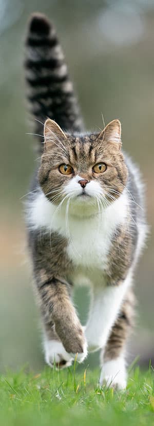 Cat Spay and Neuter near Rancho Santa Margarita, CA veterinary clinic Cat spay and neuter vet clinic male and female surgical pet procedure