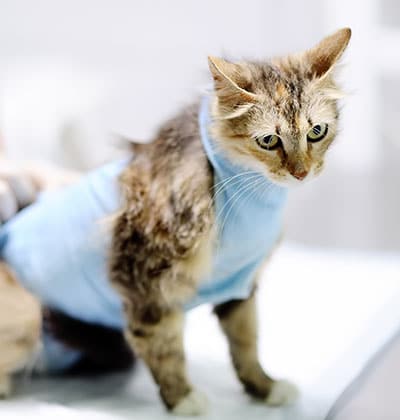 Cat Spay and Neuter near Rancho Santa Margarita, CA veterinary clinic Cat spay and neuter vet clinic male and female surgical pet procedure