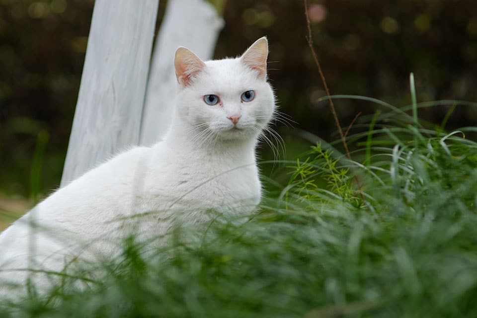 A white cat with blue eyes sits alert among tall green grass with a white wooden post in the background. The cat's gaze is directed at the camera, looking as if it's ready for a check-up from a vet, and it is surrounded by lush vegetation.