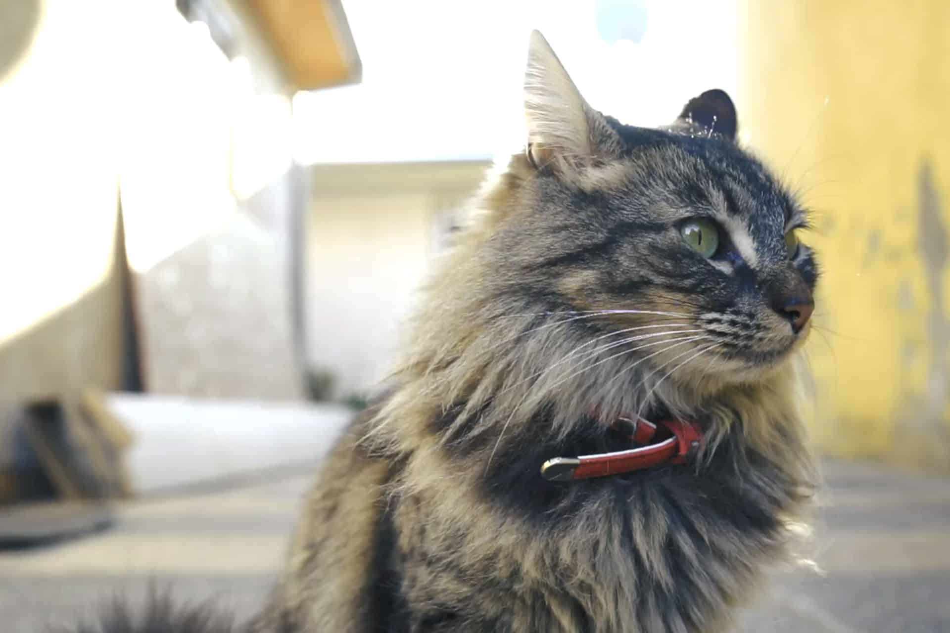 Cat Teeth Cleaning near Coto de Caza, CA Cat Dentist