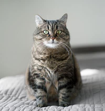 Cat Teeth Cleaning near Irvine, CA veterinary clinic Affordable cat Dental Cleaning vet clinic cat dentist