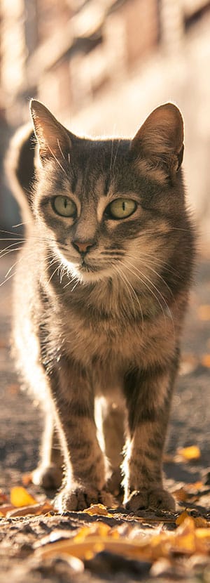 Cat Teeth Cleaning near Irvine, CA veterinary clinic Affordable cat Dental Cleaning vet clinic cat dentist