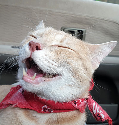 Cat Teeth Cleaning near Irvine, CA veterinary clinic Affordable cat Dental Cleaning vet clinic cat dentist