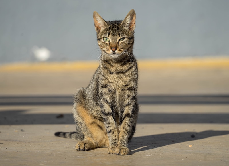 Cat vet near Irvine, CA cat veterinarian clinic feline veterinarian hospital cat friendly vet clinic