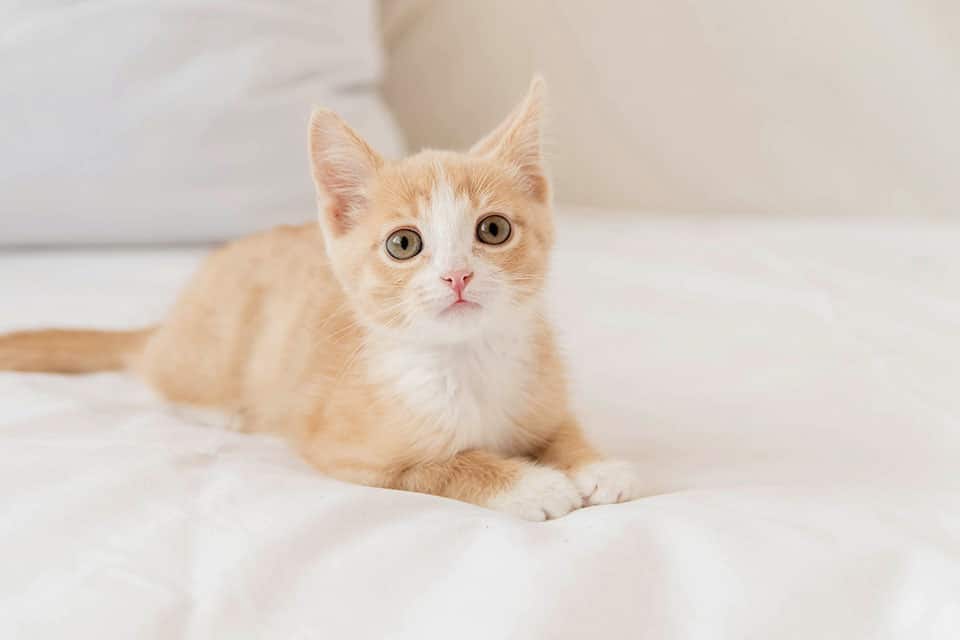 Cat Vet Feline Veterinarian near Portola Springs in Irvine, CA