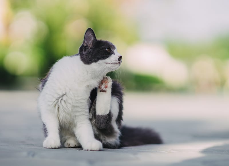 Cat Vet Feline Veterinarian near Portola Springs in Irvine, CA