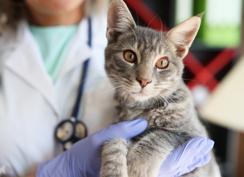Cat vet near Rancho Santa Margarita, CA cat veterinarian clinic feline veterinarian hospital cat friendly vet clinic
