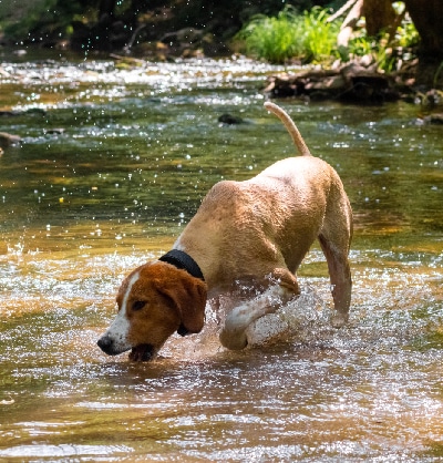 Dog Spay and Neuter near Mission Viejo, CA veterinary clinic dog spay and neuter vet clinic male and female surgical pet procedure