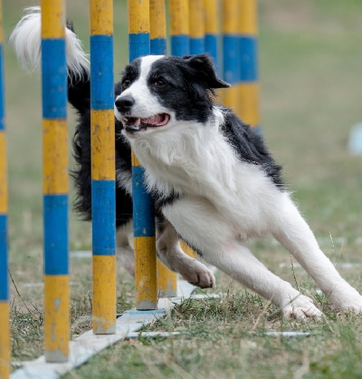 Dog Spay and Neuter near Mission Viejo, CA veterinary clinic dog spay and neuter vet clinic male and female surgical pet procedure