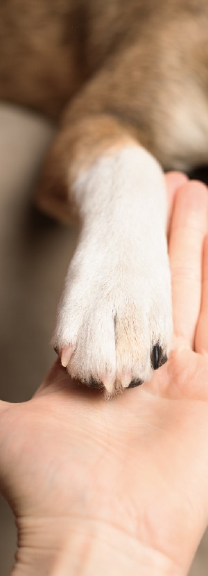 Dog Spay and Neuter near Mission Viejo, CA veterinary clinic dog spay and neuter vet clinic male and female surgical pet procedure