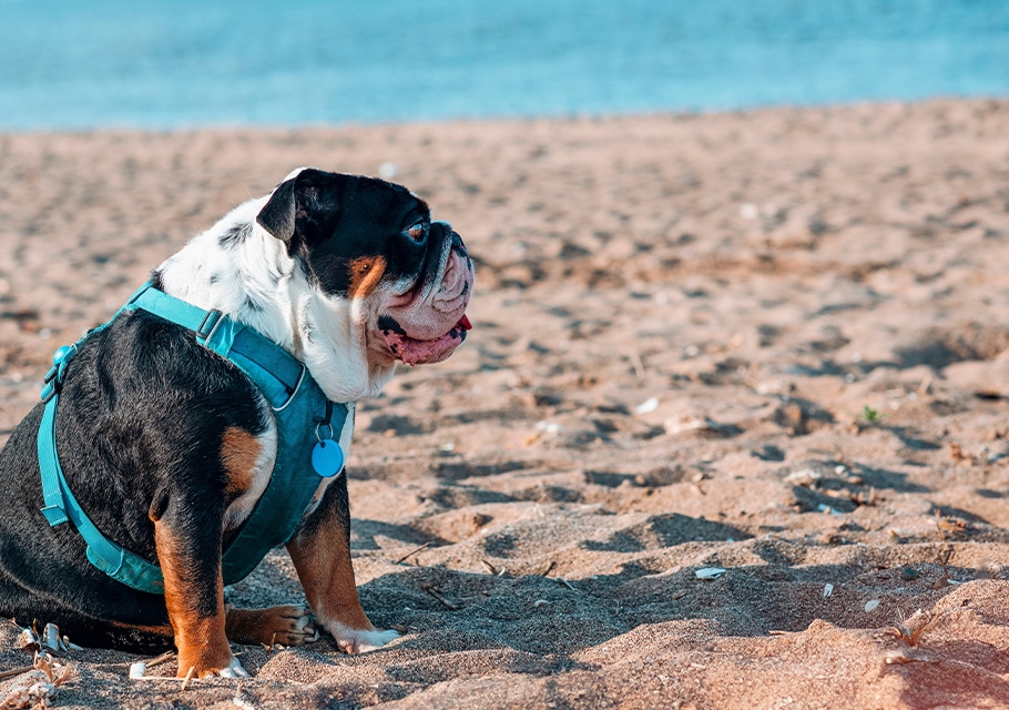 Dog Spay and Neuter near Mission Viejo, CA veterinary clinic dog spay and neuter vet clinic male and female surgical pet procedure