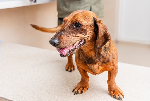 Dog Spay and Neuter near Mission Viejo, CA veterinary clinic dog spay and neuter vet clinic male and female surgical pet procedure