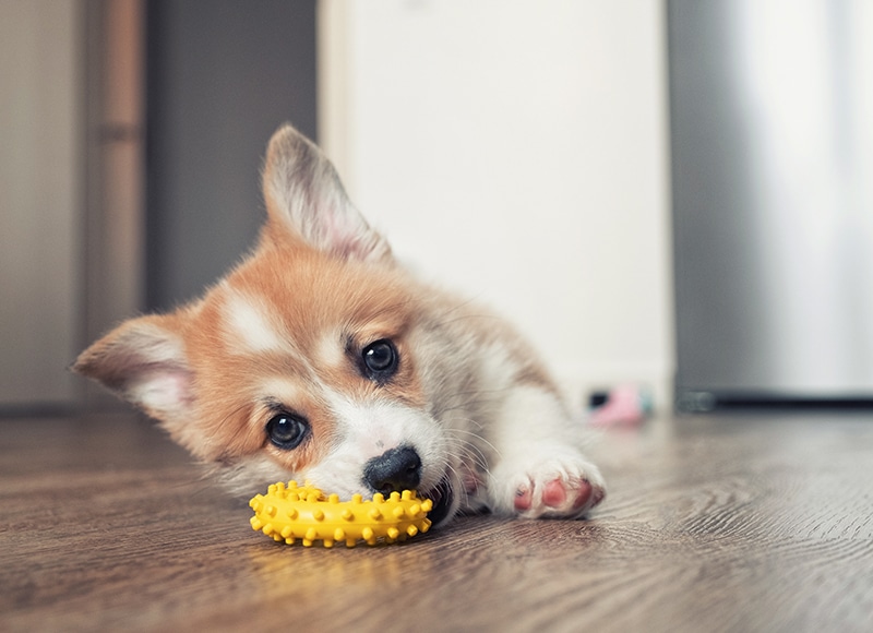 Dog Spay and Neuter near Mission Viejo, CA veterinary clinic dog spay and neuter vet clinic male and female surgical pet procedure