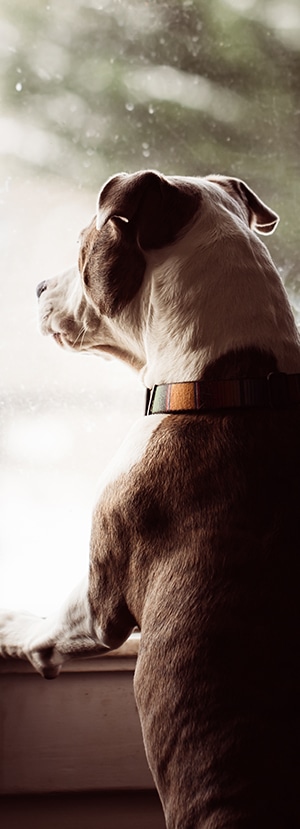 Dog Spay and Neuter near Mission Viejo, CA veterinary clinic dog spay and neuter vet clinic male and female surgical pet procedure