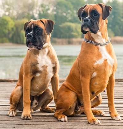 Dog Spay and Neuter near Mission Viejo, CA veterinary clinic dog spay and neuter vet clinic male and female surgical pet procedure