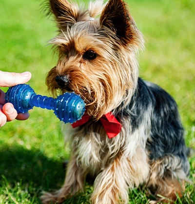 Dog Spay and Neuter near Mission Viejo, CA veterinary clinic dog spay and neuter vet clinic male and female surgical pet procedure