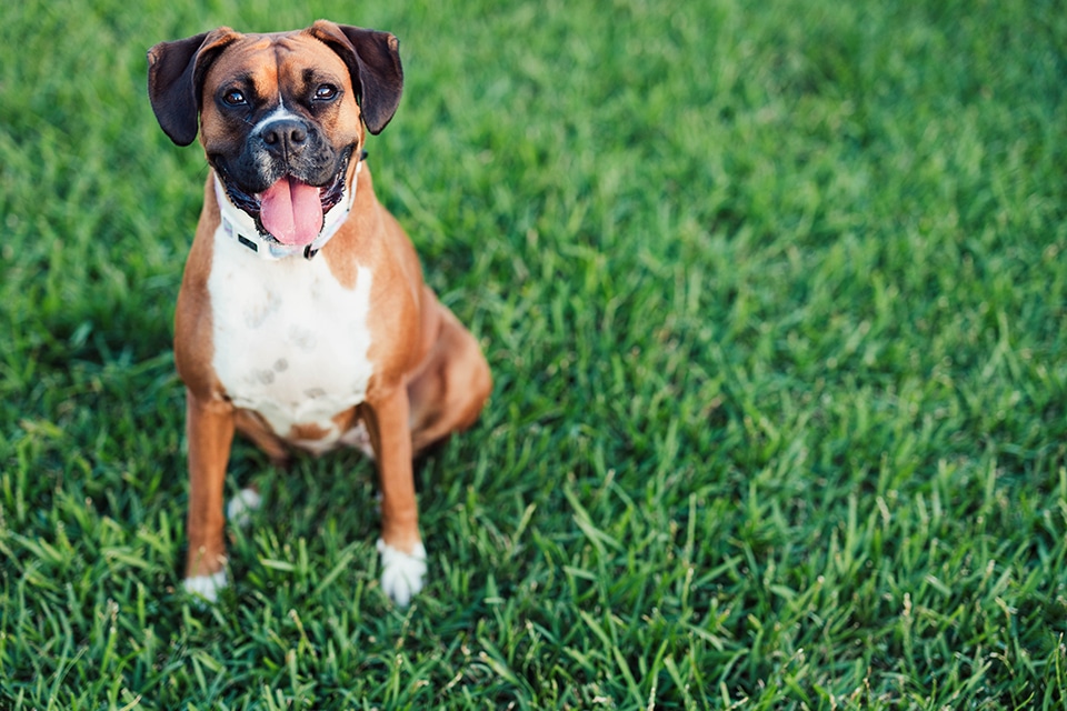 Dog Spay and Neuter near Mission Viejo, CA veterinary clinic dog spay and neuter vet clinic male and female surgical pet procedure