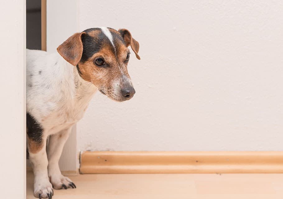 Dog Spay and Neuter near Foothill Ranch in Lake Forest, CA