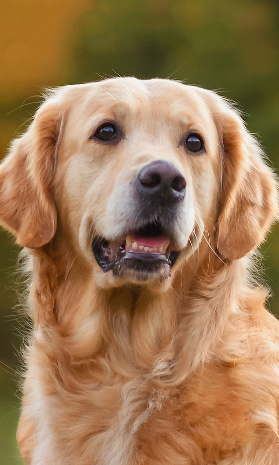 Dog Spay and Neuter near Rancho Santa Margarita, CA veterinary clinic dog spay and neuter vet clinic male and female surgical pet procedure